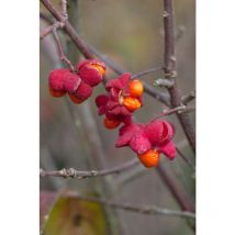 Euonymus europaeus C 15 125- 150