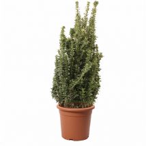 Kentis - Euonymus Japonicus Benkomasaki - Evonimo Giapponese - Piante da Esterno da Siepe - h 100-125 cm Vaso ø 30 cm