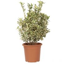 Euonymus Japonicus Bravo - Evonimo - Piante da Esterno da Siepe - h 60-80 cm Vaso ø 24 cm