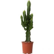 Euphorbe ingens - Euphorbia ingens - Hauteur 50-60cm - 17cm