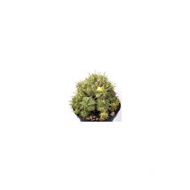 Vivaio Garden Forest - Euphorbia Melophormis Variegata, vaso 5,5 cm, foto reali