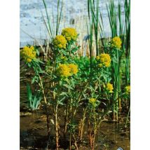 Euphorbia palustris 'Teichlaterne' p 0,5