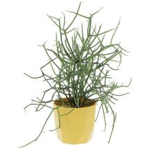 Kentis - Euphorbia Tirucalli con Eco-Vaso Ocra - Piante Grasse Vere da Interni - Pianta Succulenta - h 30-40 cm ø 12 cm