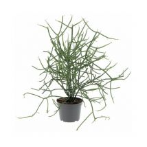 Euphorbia Tirucalli - Piante Grasse Vere da Interni - Pianta Succulenta - H 30-40 cm Ø 12 cm