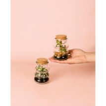 Pur Plant - Euphoria - Mini Terrario Plantas Cristal Fittonias Mix
