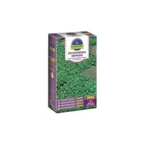 Dicondra Euroseme 250 g – Seme di alta qualità per prato verde e sano – 250 g