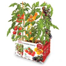 Farben der Tomatendose batlle