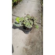 Farfugium Japonicum Crispy – Terriccio per piante – 8032953563785 – Litrage: 5L, Tipo: Universale – Mediterraneo Garden