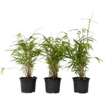 Plant In A Box - Bambou Bleu - Set de 3 - Fargesia papyrifera 'Grex' - Hauteur 30-40cm - 13cm