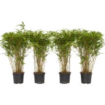 Plant In A Box - Bambou non-traçant - Set de 4 - Fargesia nitida 'Gansu' - H50-70cm - 17cm