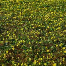 Faux fraisier jaune/Godet