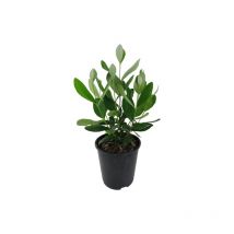 Feijoa 'Acca sellowiana' Guayabo del Brasile 3 piante in vaso biodegradabile 8 cm
