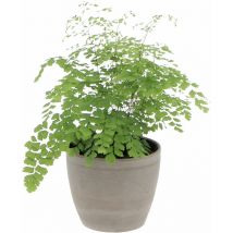 Kentis - Felce Capelvenere con Vaso in Ceramica Earth - Adiantum Raddianum Fragrans - h 35-40 cm Vaso ø 14 cm