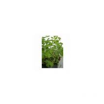 Fenugrec ( Trigonella foenum-graecum) - 1g