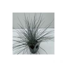 Festuca blu 'Festuca glauca Elijah Blue' graminacee ornamentali pianta in vaso 9 cm