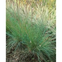 Festuca cinerea 'Golden Toupee' p 0,5