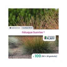 100 x Fétuque Sunrise en godet