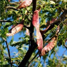 Févier d'Amérique (Gleditsia Triacanthos)