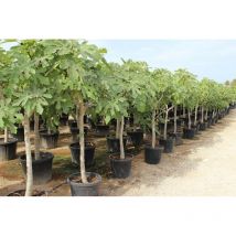 Fico comune 'Ficus carica' pianta in mastello 40 cm h. 2/2,5 mt cfr. tronco 15/20 cm