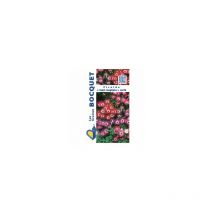 Ficoïde Tapis magique en mélange - 1g