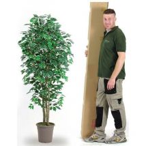 Ficus Elegance Seminaturale • Variegato • Tronco Mansanisi - 100