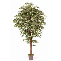 Ficus Hawaiian Seminaturale • Variegato • Tronco Mansanisi - 125