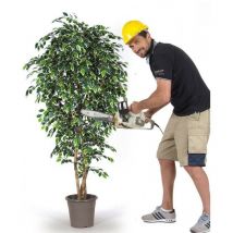 Ficus Seminaturale • Mini Foglie Variegate • Tronco Mansanisi - 150