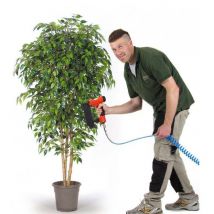 Ficus Seminaturale • Mini Foglie Verdi • Tronco Mansanisi - 100
