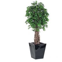Ficus Mini Semi-Naturale - Verde - Tronco Liana Jumbo - h. 155 cm