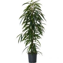Ficus pleureur - Ficus binnendijkii - Hauteur 100-110cm - 21cm