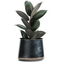 Ficus elastica Abidjan 8.5cm Pot x 1