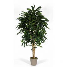 Ficus Longifolia Seminaturale • Verde • Tronco Mansanisi - 125
