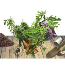 Figuier nain Figality /Pot de 5L