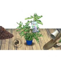 Figuier nain Figality /Pot de 3L