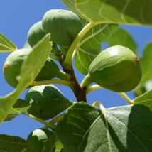 Figuier Violette d'Argenteuil/Pot de 7,5L