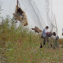 Filet attrape-oiseaux, filet de pêche pour étang, cultures, arbres fruitiers, légumes, fleurs