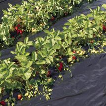 Nortene - film de acolchamiento para fresas fresafilm recyclean 1.4X10 m negro