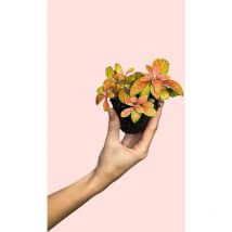Fittonia Fusion Mini Planta Natural Terrario Pur Plant