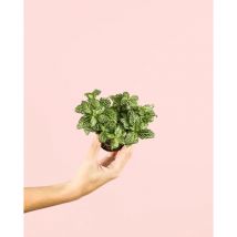 Fittonia Verde Mini Plantas Naturales Terrario Pur Plant