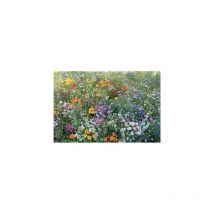 Fleurs abeilles et papillons - Graines de fleurs - 10 g