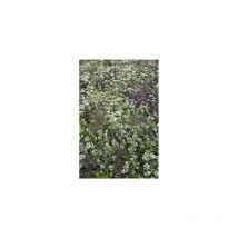 Fleurs anti-moustiques - Graines de fleurs - 10 g