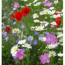 Fleurs champetres - Graines de fleurs - 10 g