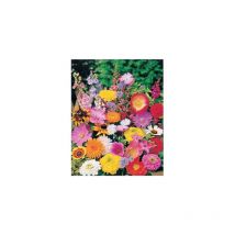 Fleurs d'ete en melange - Graines de fleurs - 4 g