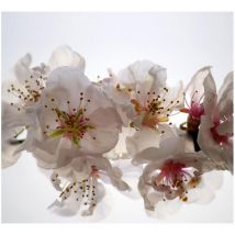 Ag Art - Flowers, rideau imprimé Grandes fleurs blanches et détails 280x245 cm, 2 pièces