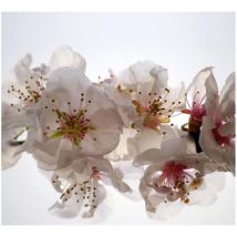 Flowers, rideau imprimé belles fleurs blanches et 280x245 cm, 2 pièces