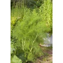 Foeniculum vulgare p 0,5