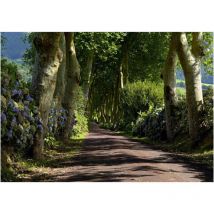 Forest alley, photo murale, 360x254 cm, 4 parts