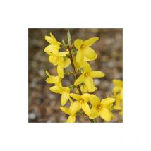 Forsizia di Zabel "Forsythia intermedia Lynwood" pianta in vaso 14 cm h. 1 metro circa con canna