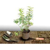 Forsythia de Paris Lynwood/Pot de 4L