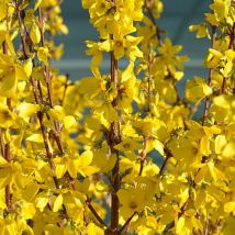 Plantes Avenue - Forsythia de Paris Week End 'Courtalyn'/Pot de 7,5L